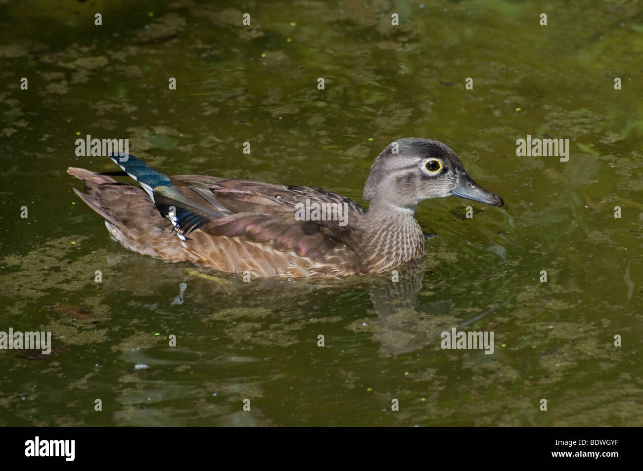 A female Wood Duck Stock Photo Alamy