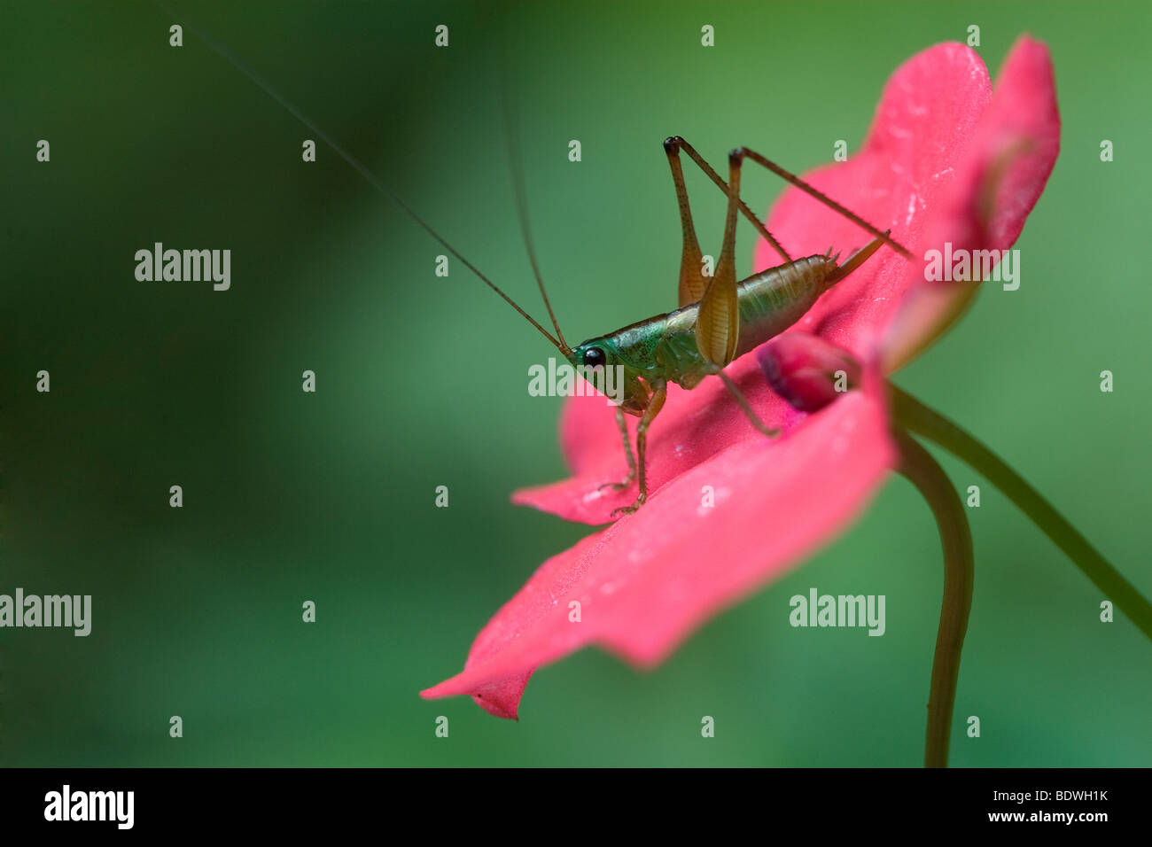 Katydid, variously known as a bush-cricket or long-horned grasshopper, on a flower; order Orthoptera, family Tettigoniidae. Stock Photo