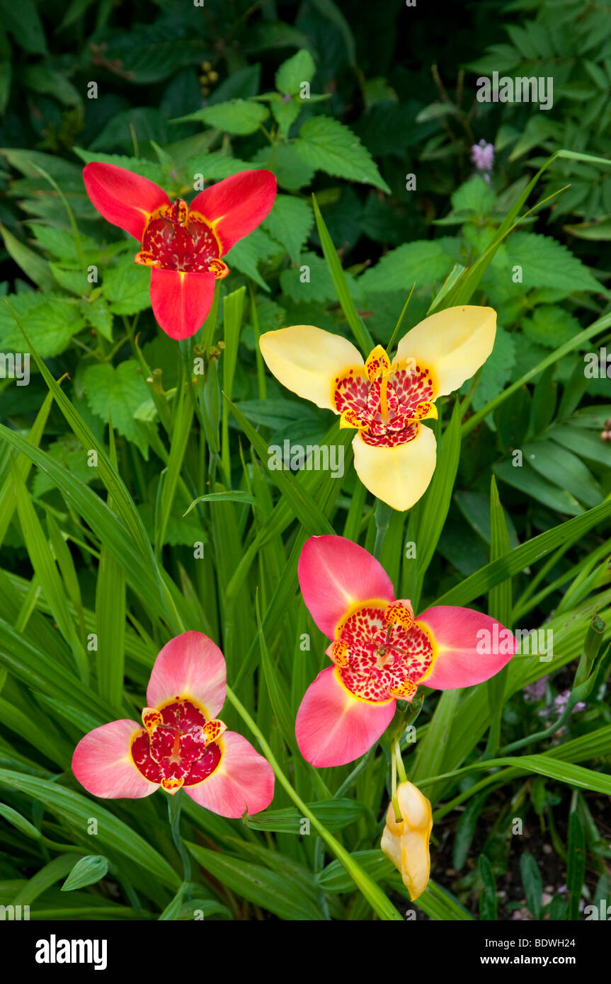 Closeups of the Mexican Shell flower in the English Gardens of the Assiniboine Park in Winnipeg, Manitoba, Canada. Stock Photo