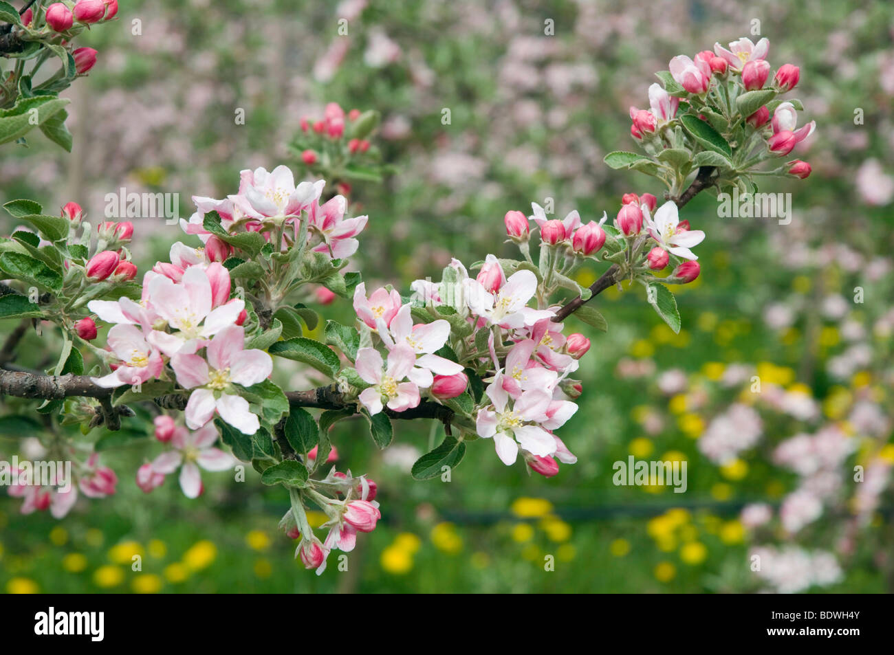 Apple blossom, Scena, Merano country, Trentino, Alto Adige, Italy, Europe Stock Photo