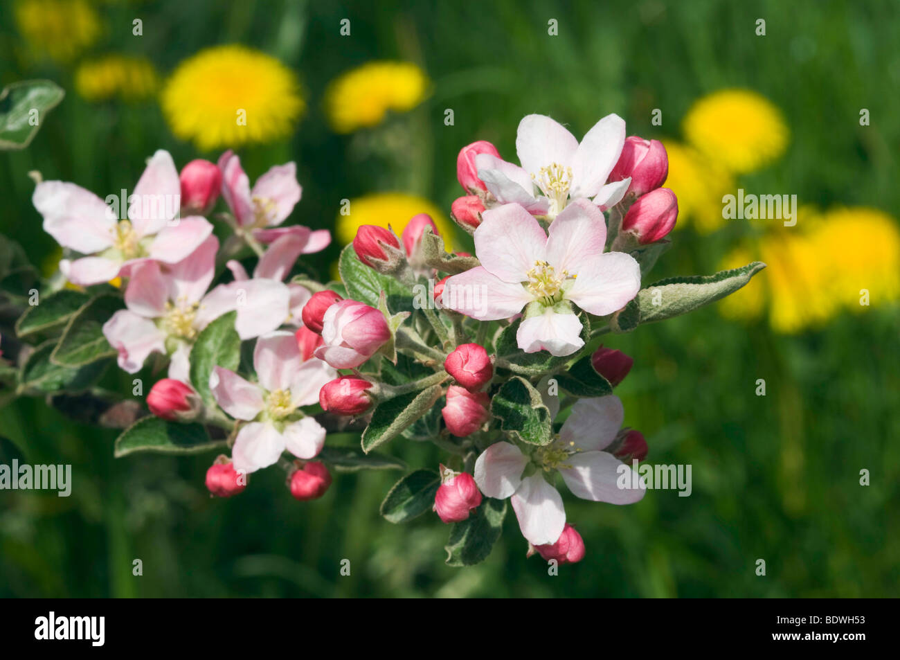 Apple blossom, Scena, Merano country, Trentino, Alto Adige, Italy, Europe Stock Photo