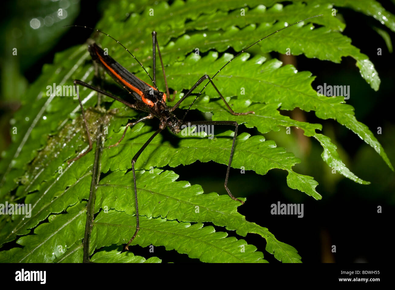 Tropical stick insect. Photographed in Costa Rica. Stock Photo