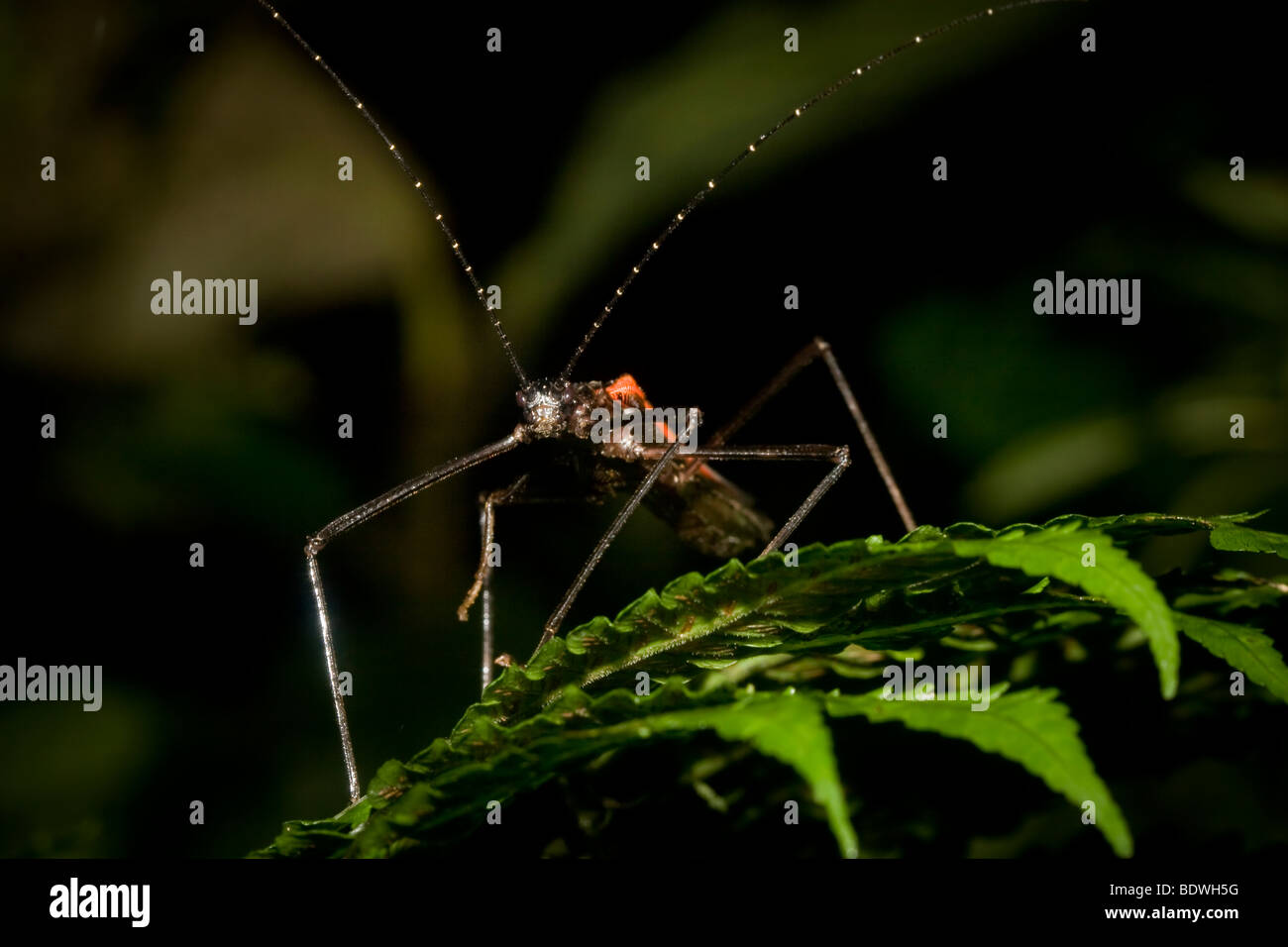 Tropical stick insect. Photographed in Costa Rica. Stock Photo