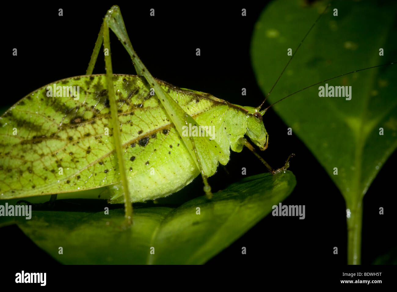 A well-camouflaged katydid, order Orthoptera, family Tettigoniidae. Photographed in the mountains of Costa Rica. Stock Photo