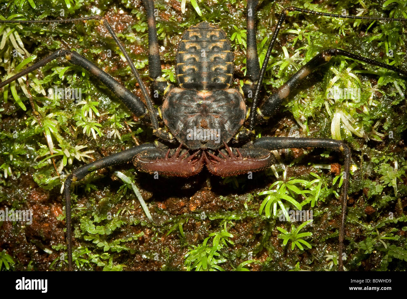 tailless-whip-scorpion-amblypygi-hi-res-stock-photography-and-images