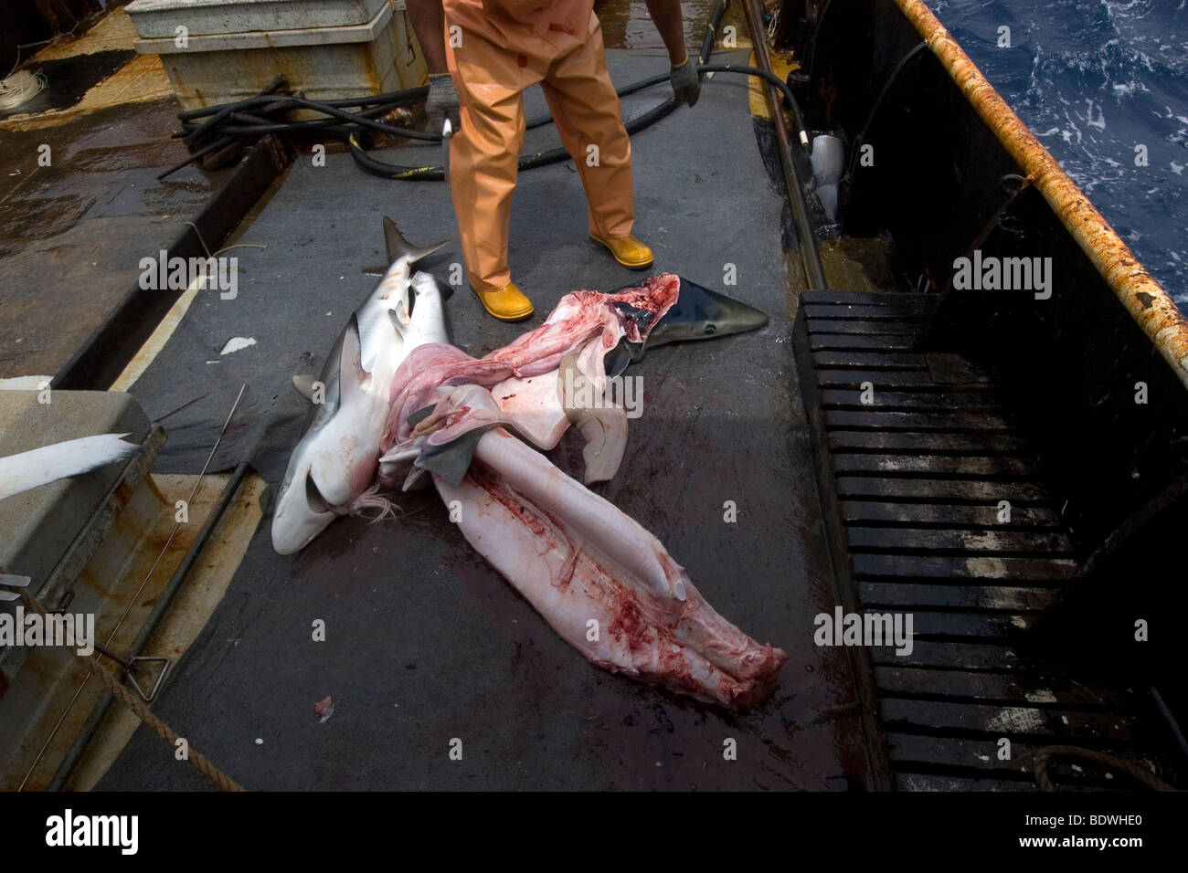 Longline fishing shark bycatch hi-res stock photography and images - Alamy