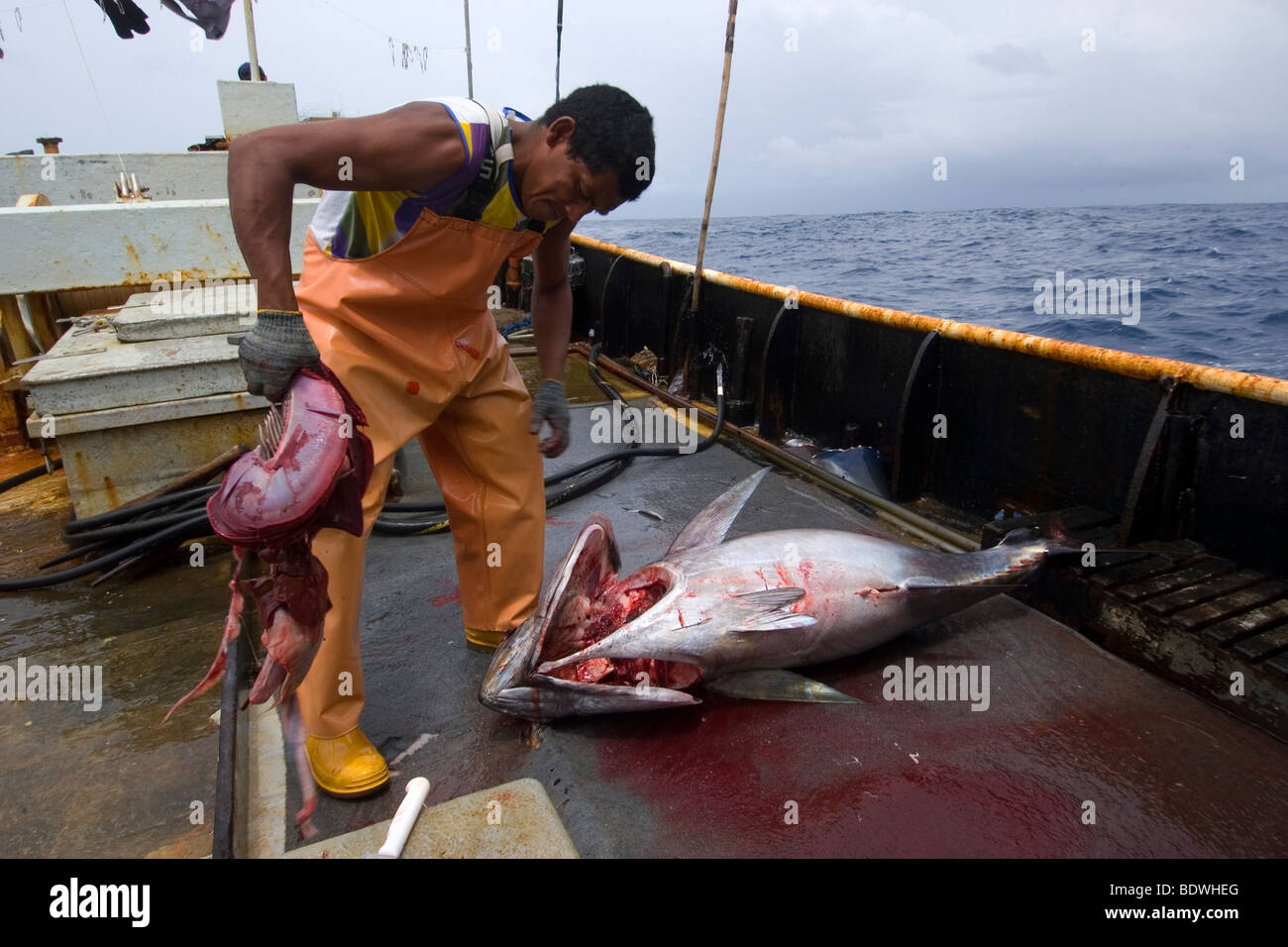 Fishermen rips gills off yellowfin tuna, Thunnus albacares, Offshore commercial longline tuna fishing, Brazil, Atlantic Ocean Stock Photo