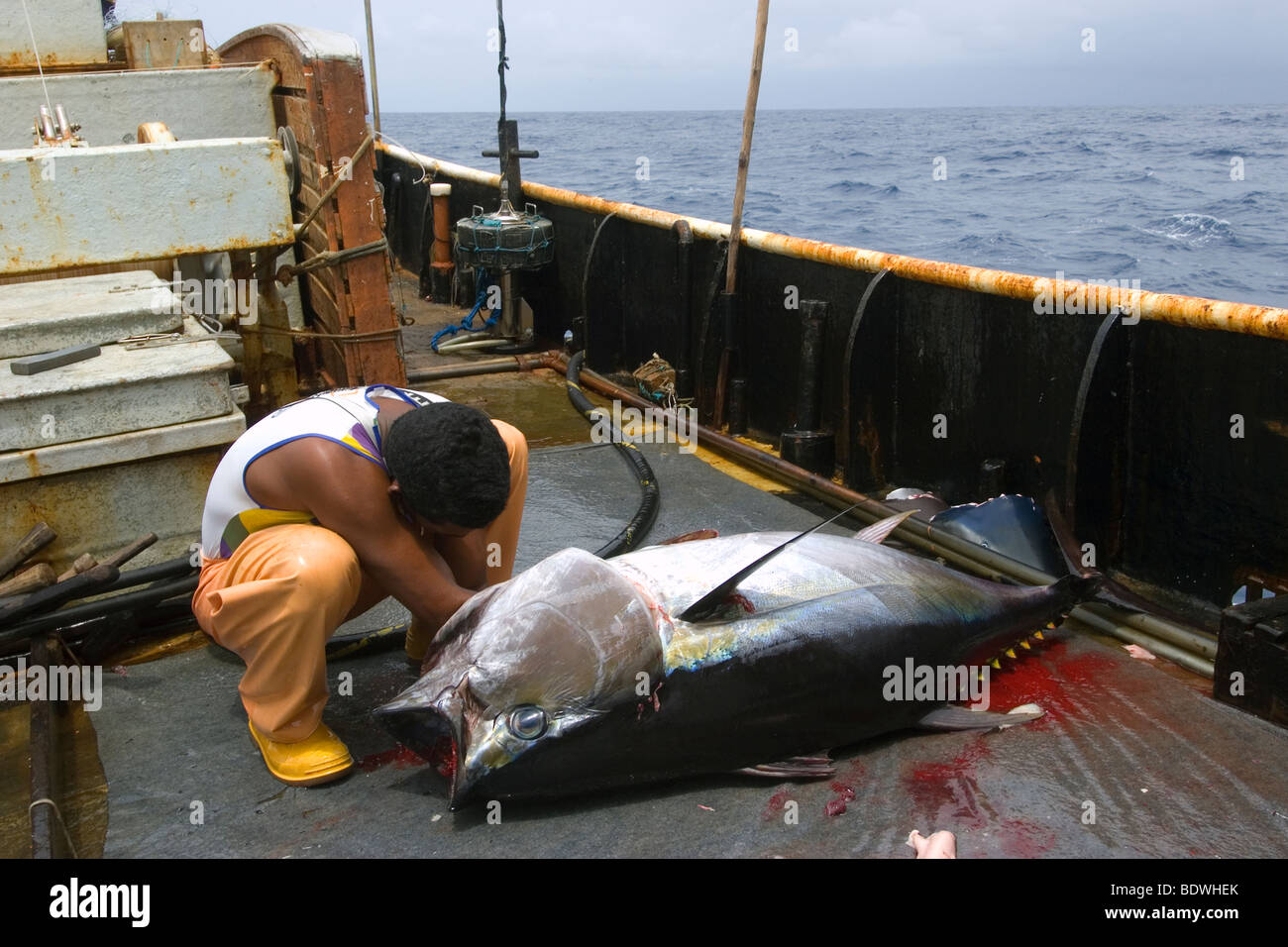 Fisherman cuts yellowfin tuna, Thunnus albacares, Offshore commercial longline tuna fishing, Brazil, Atlantic Ocean Stock Photo