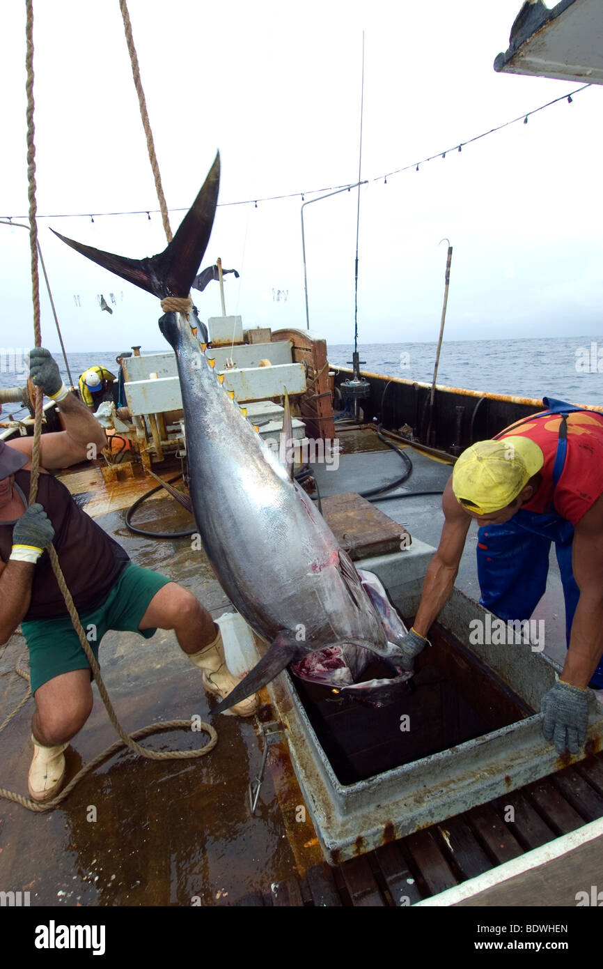 Fishermen lower yellowfin tuna, Thunnus albacares, into freezer, offshore commercial longline tuna fishing, Brazil, Atlantic Oce Stock Photo