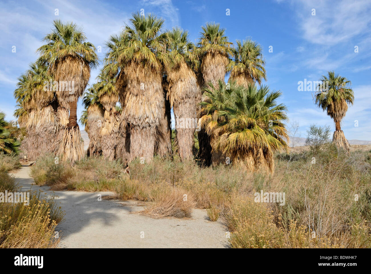 Trail through petticoat palm trees, Desert Fan Palms (Washingtonia filifera), Mc Callum Grove, Coachella Valley Preserve, Palm  Stock Photo