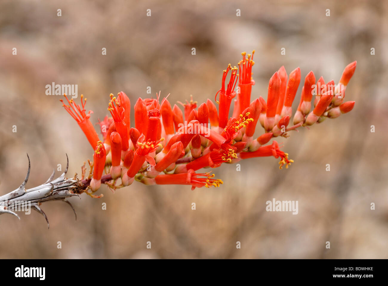 Blossom of the Vine Cactus (Fouquieria splendens), Anza-Borrego Desert State Park, Southern California, California, USA Stock Photo