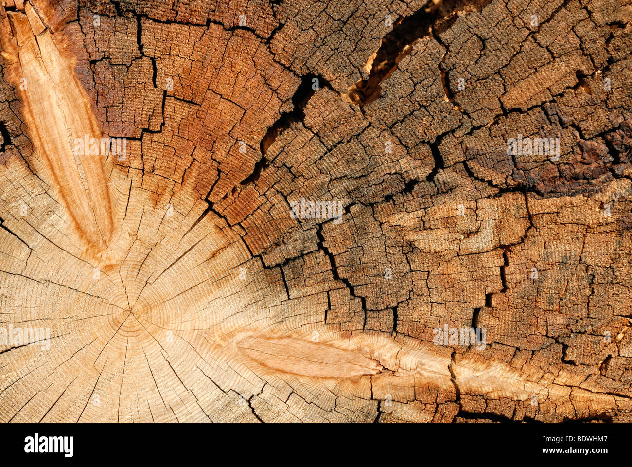 Jeffrey Pine (Pinus jeffreyi), trunk cross-section, detail, Mount San Jacinto State Park, Palm Springs, Southern California, Ca Stock Photo