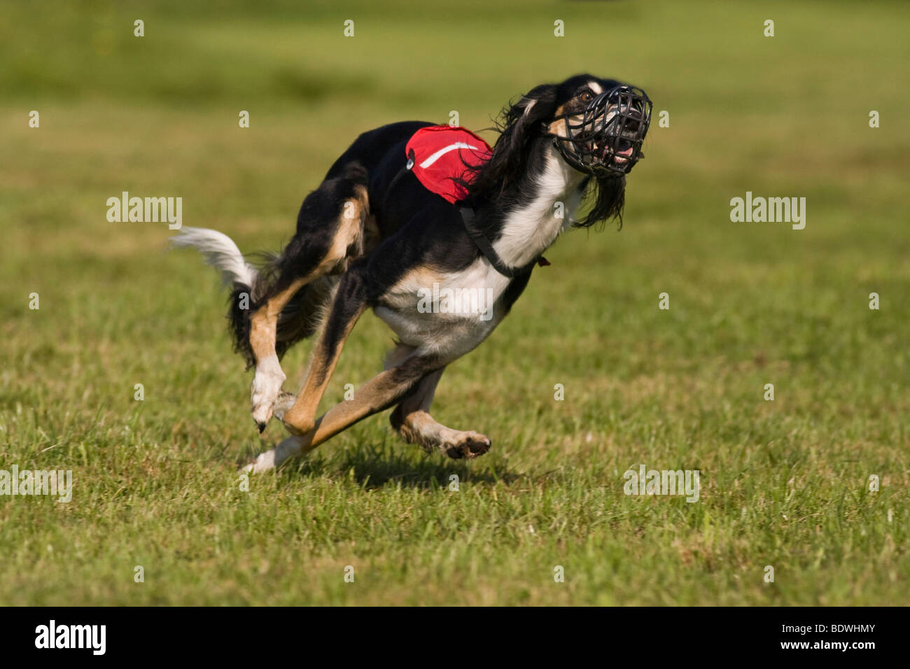 Saluki, Greyhound Coursing, Hoope, Lower Saxony, Germany, Europe Stock Photo