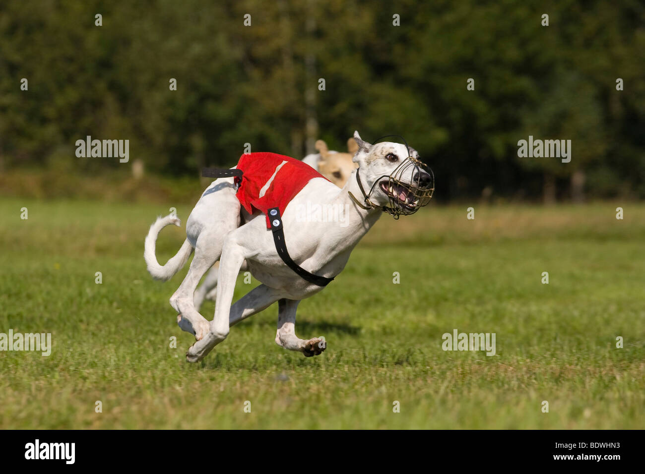 Saluki, Greyhound Coursing, Hoope, Lower Saxony, Germany, Europe Stock Photo