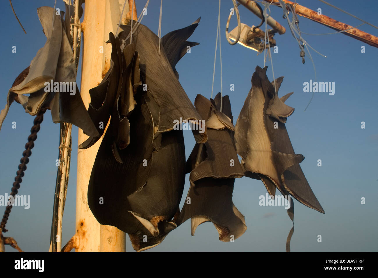 Shark fins sun drying on commercial fishing vessel, Brazil, Atlantic Ocean  Stock Photo