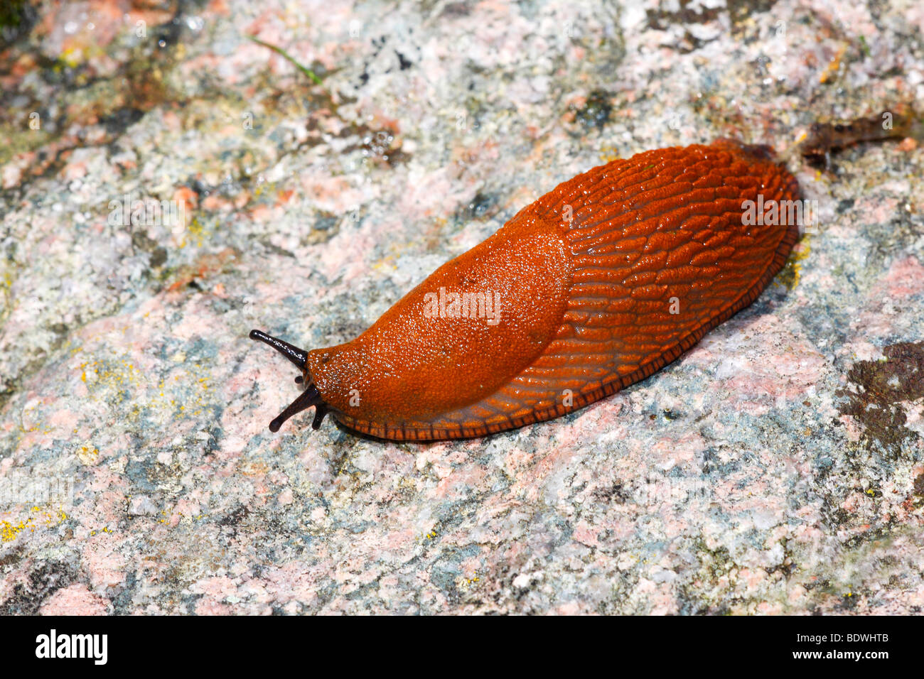Spanish Slug (Arion lusitanicus, Arion vulgaris), garden pest Stock Photo