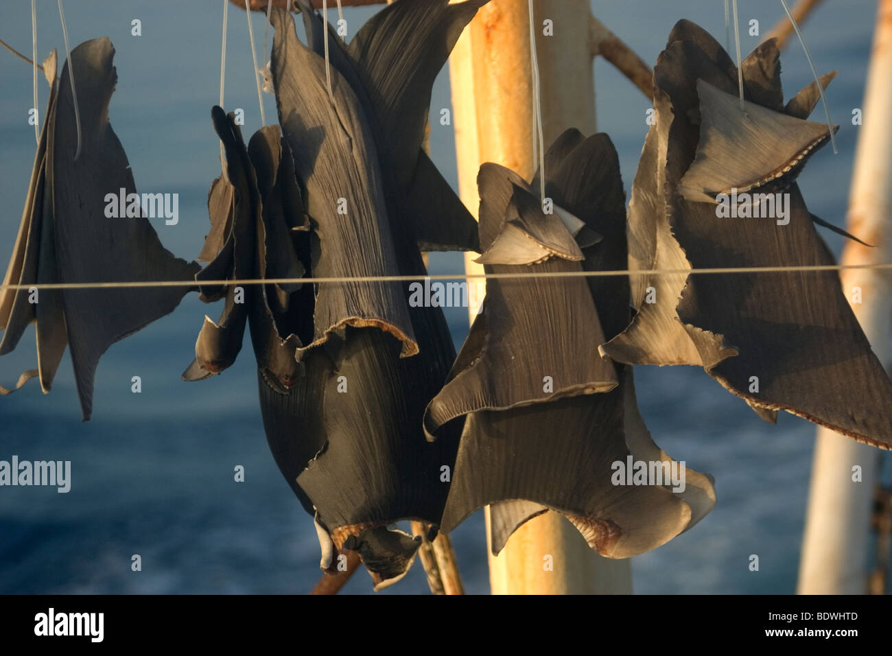 Shark fins sun drying on commercial fishing vessel, Brazil, Atlantic Ocean  Stock Photo