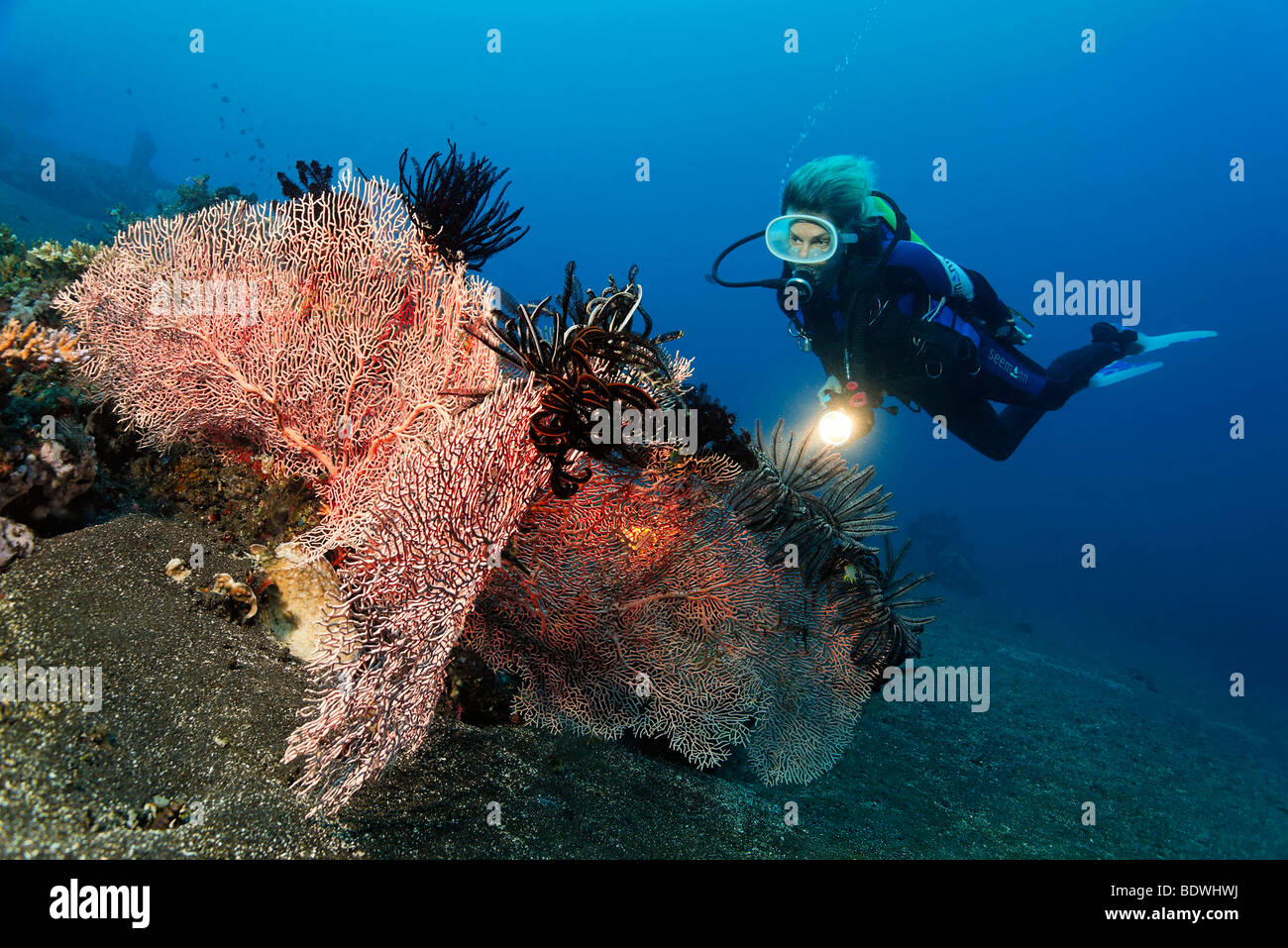 Three Sea Fan Corals (Annella mollis) with feather stars, scuba diver, sea fan, sandy ground, Bali, Lesser Sunda Islands, Bali  Stock Photo