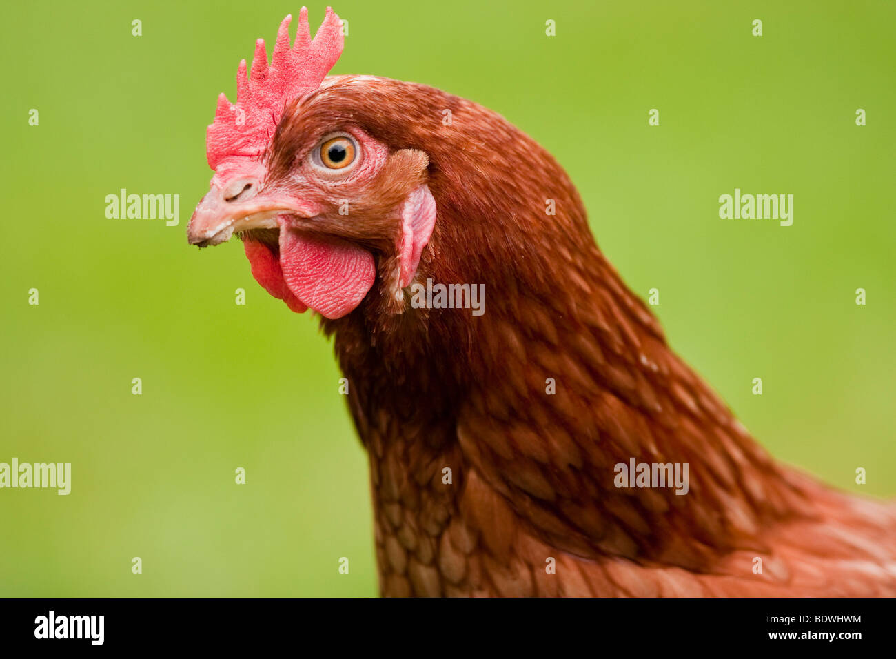 Portrait of a laying hen Stock Photo Alamy
