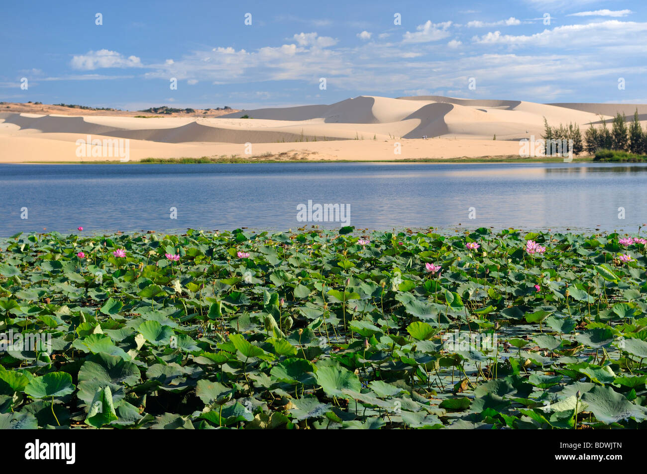White Lake with water lilies, sand dune behind the White Sand Dunes, known as the Vietnamese Sahara, Bau Ba, Bao Trang, White L Stock Photo