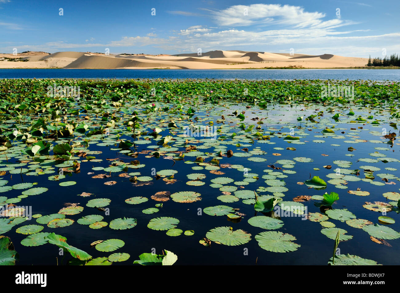 White Lake with water lilies, sand dune behind the White Sand Dunes, known as the Vietnamese Sahara, Bau Ba, Bao Trang, White L Stock Photo