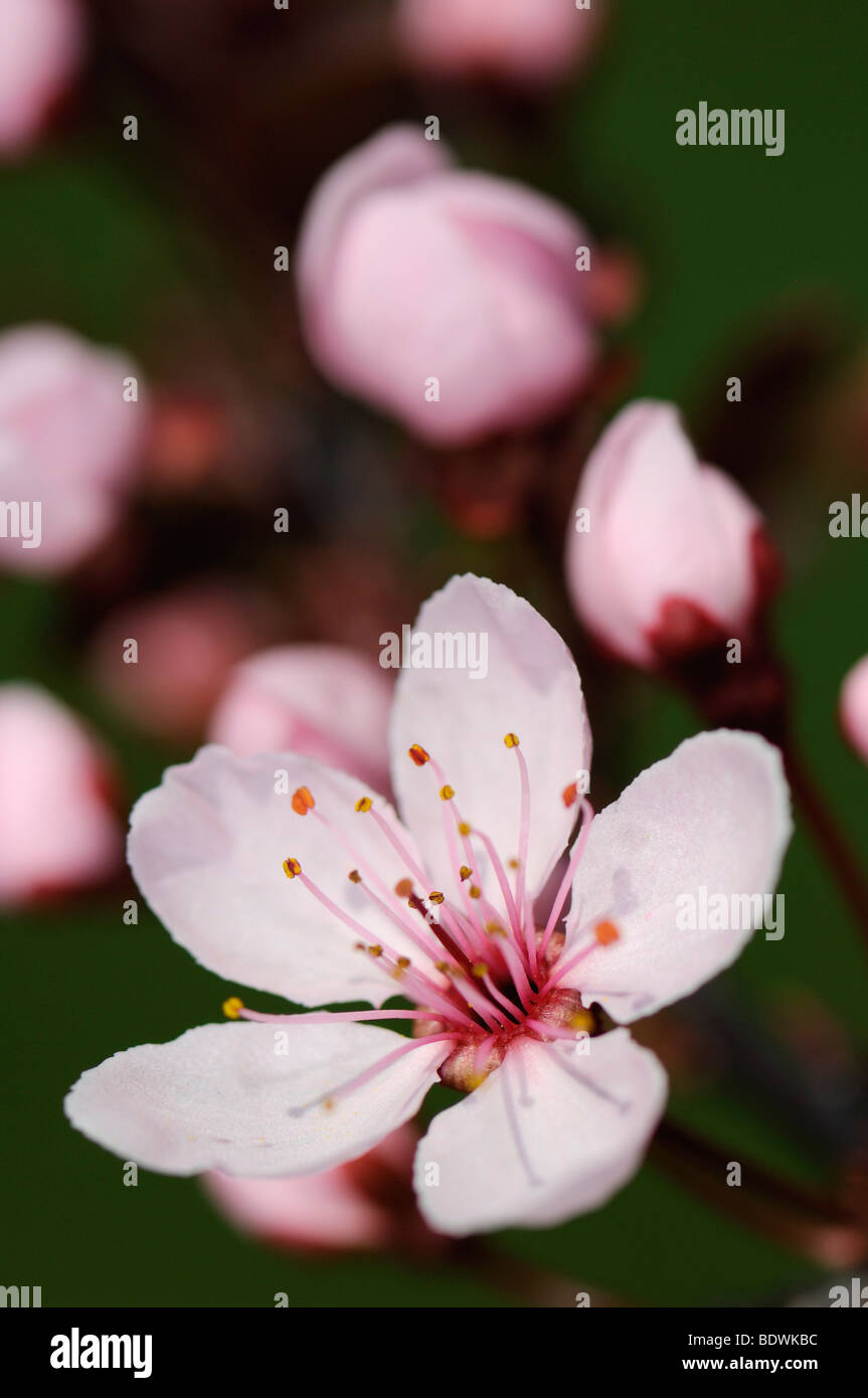 Cherry Plum blossoms (Prunus cerasifera Stock Photo Alamy