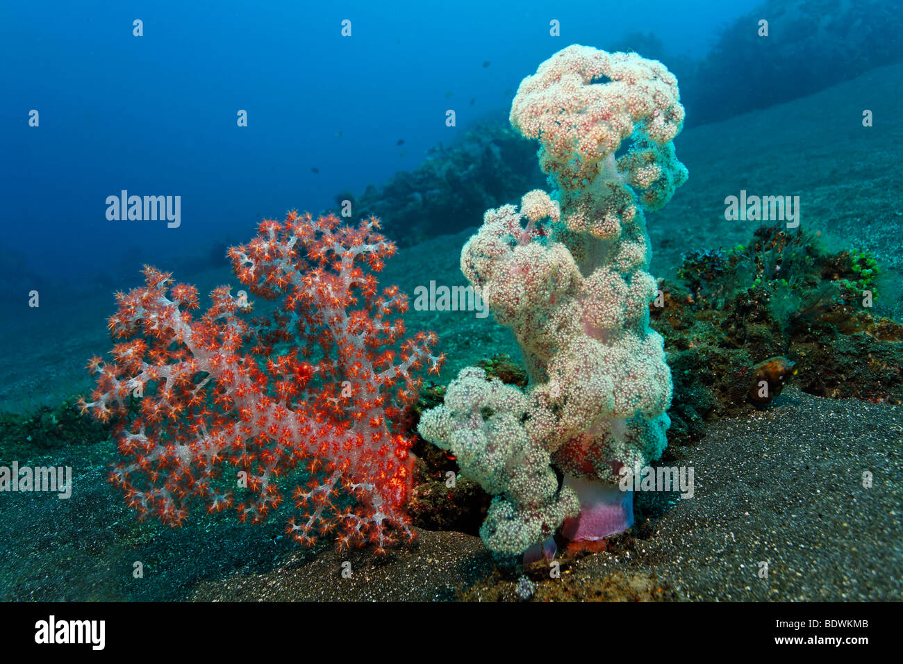 Group of soft corals (Dendronephthya mucronata) and Klunzinger's soft coral (Dendronephthya klunzingeri) on sandy ground, reef, Stock Photo