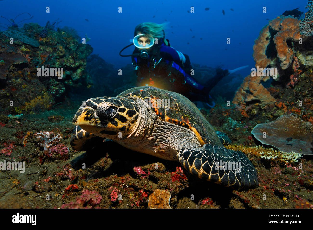 Hawksbill turtle (Eretmochelys imbricata), diver, watching, torch, coral reef, Bali, island, Lesser Sunda Islands, Bali Sea, In Stock Photo