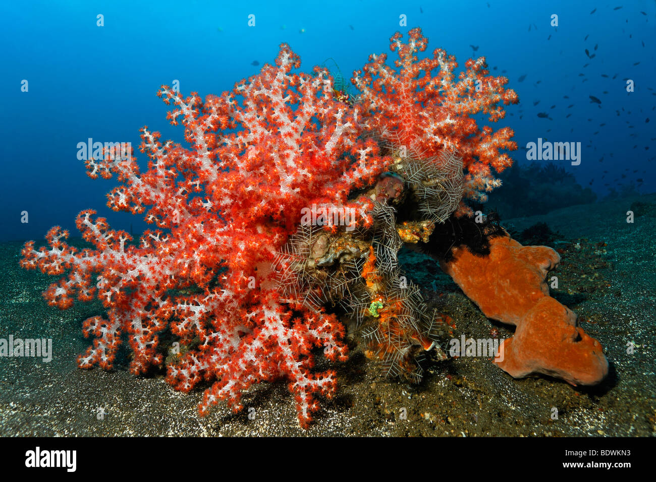 Klunzinger's soft coral (Dendronephthya klunzingeri) sponge, and Feather Hydroid (Aglaophenia cupressina) colonize sandy ground Stock Photo