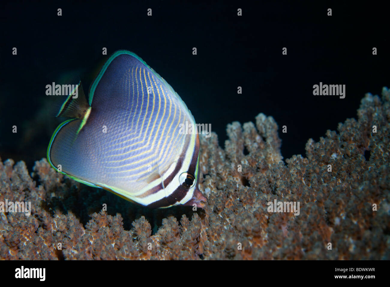 Eastern triangle butterflyfish (Chaetodon baronessa) fish, coral, Bali, island, Lesser Sunda Islands, Bali Sea, Indonesia, Indi Stock Photo