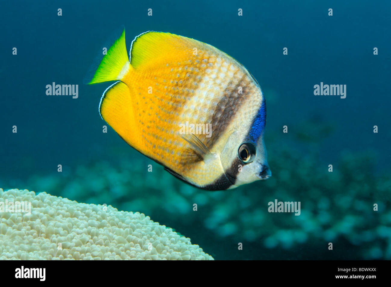 Klein's Butterflyfish (Chaetodon kleini) fish, Bali, island, Lesser Sunda Islands, Bali Sea, Indonesia, Indian Ocean, Asia Stock Photo