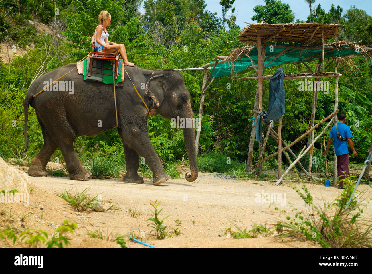 Elephant trekking on Koh Phangan Island Thailand. Stock Photo