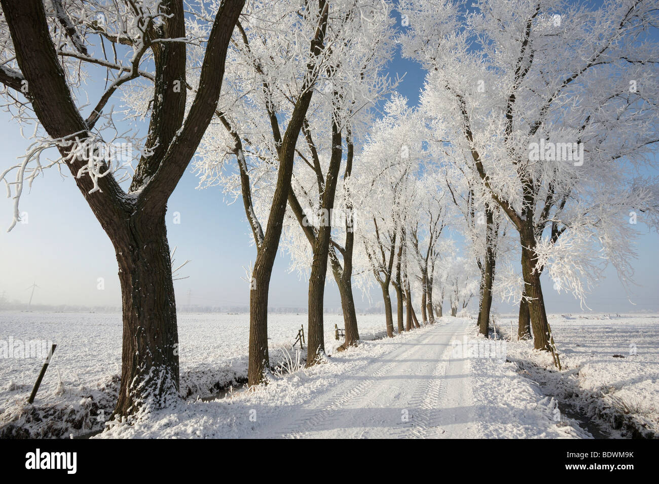 Road through Blockland landscape conservation area in the winter with hoarfrosted trees, Bremen, Germany, Europe Stock Photo