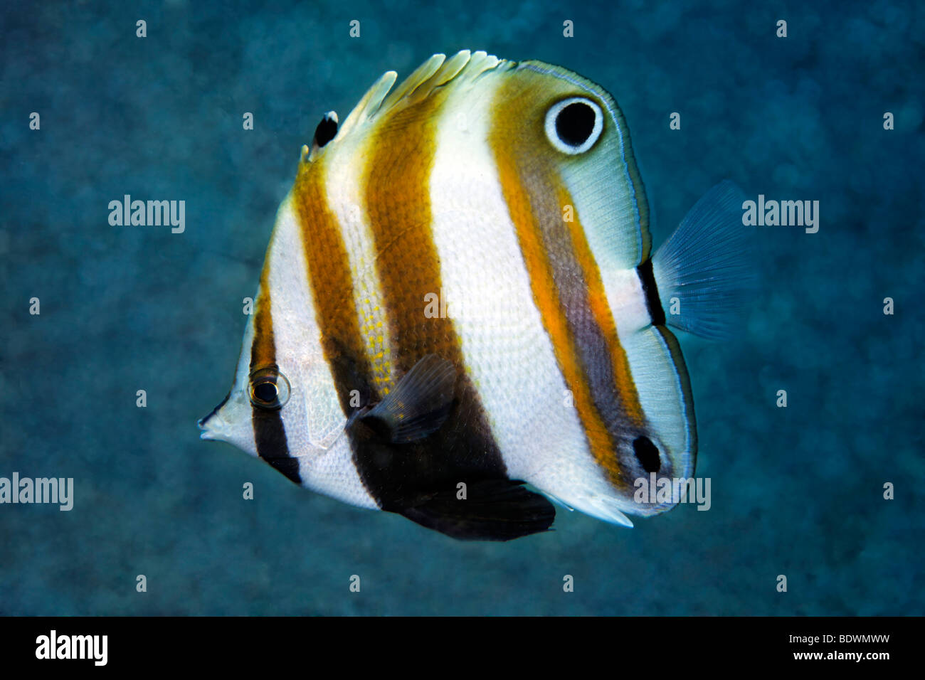 Goldengirdled coralfish coradion chrysozonus butterfish hires stock