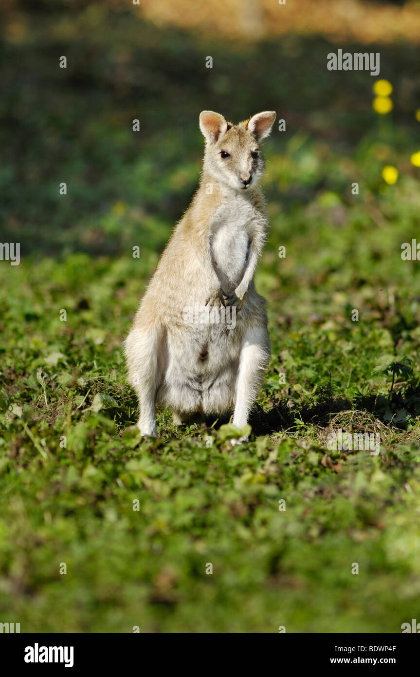 Agile Wallaby (Macropus agilis), Hellabrunn Zoo, Munich, Upper Bavaria, Bavaria, Germany, Europe Stock Photo