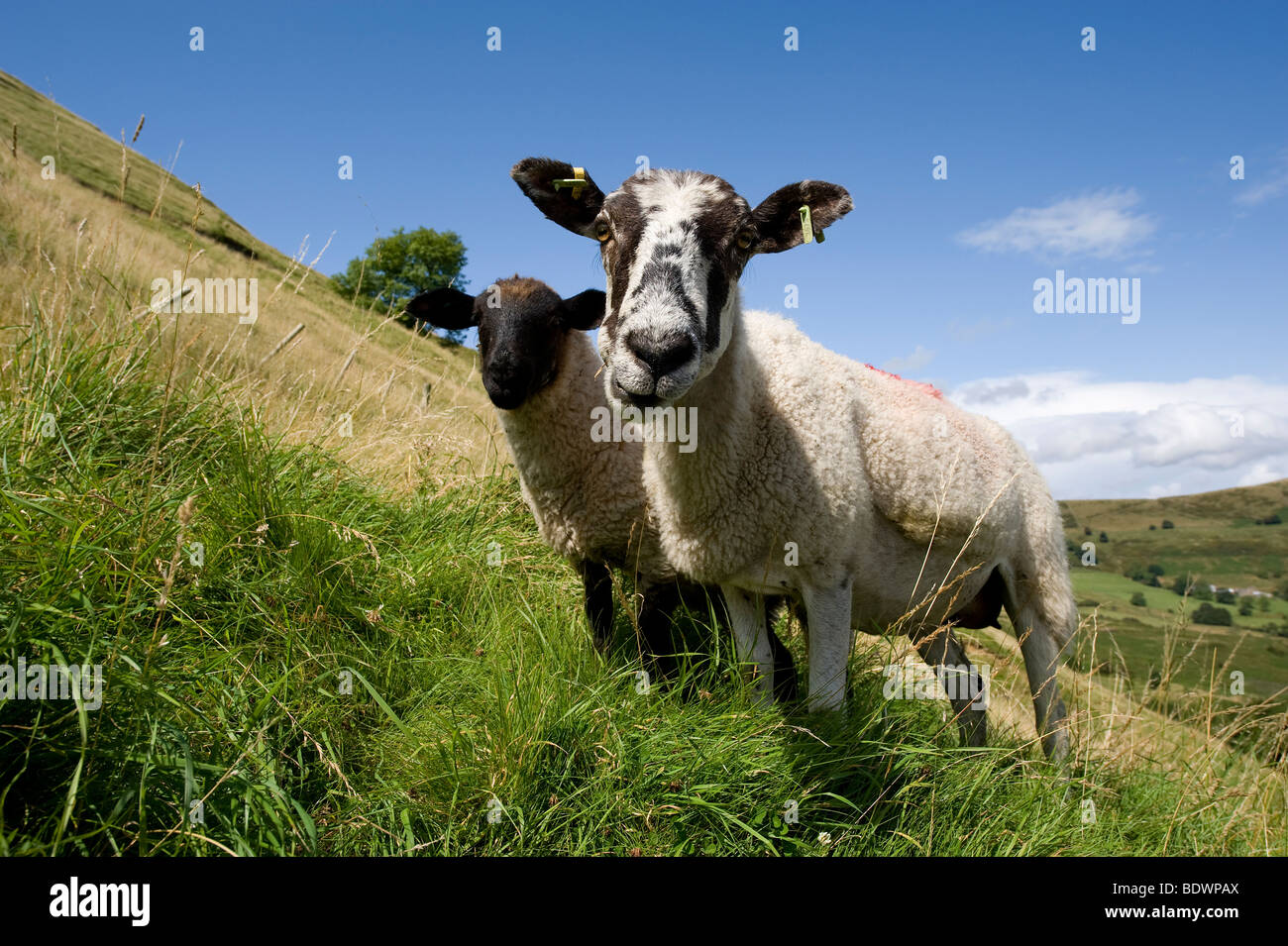 yorkshire sheep breed, derbyshire, england Stock Photo