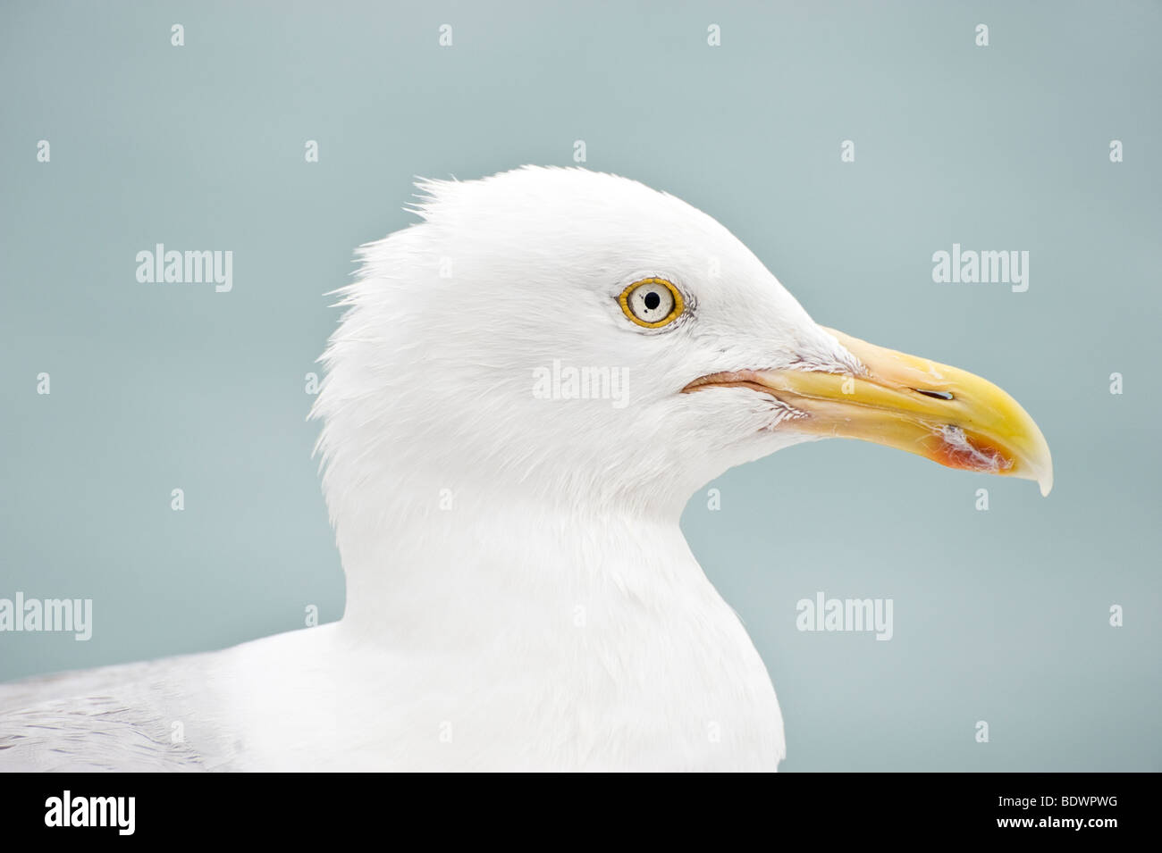 Herring Gull profile, a common seagull by the sea at Brighton Stock Photo