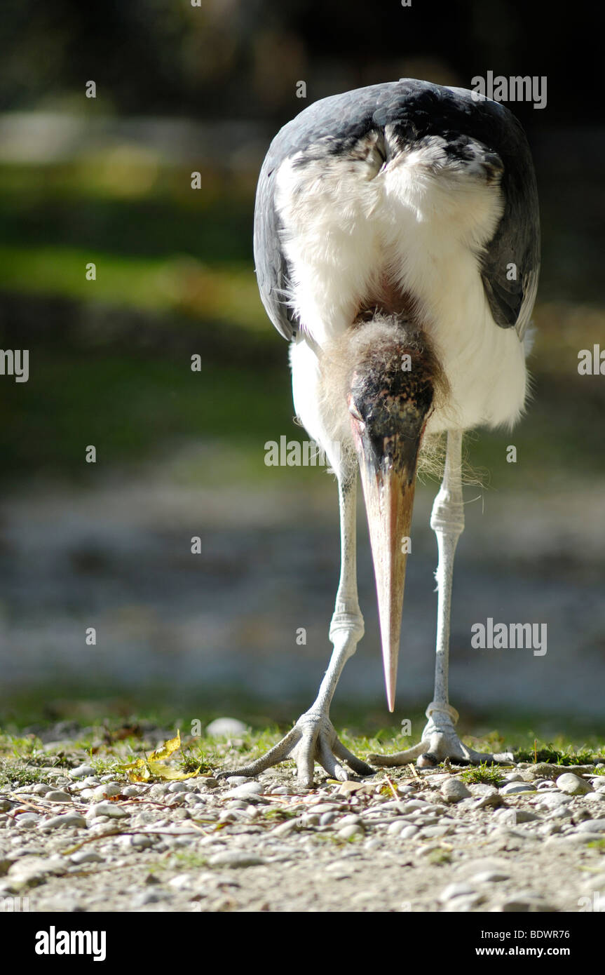 Marabou Stork (Leptoptilos crumeniferus), with lowered head, Hellabrunn Zoo, Munich, Upper Bavaria, Bavaria, Germany, Europe Stock Photo