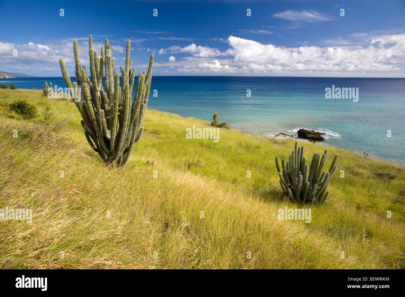 Cacti at the coast, province of Guantanamo, Cuba Stock Photo