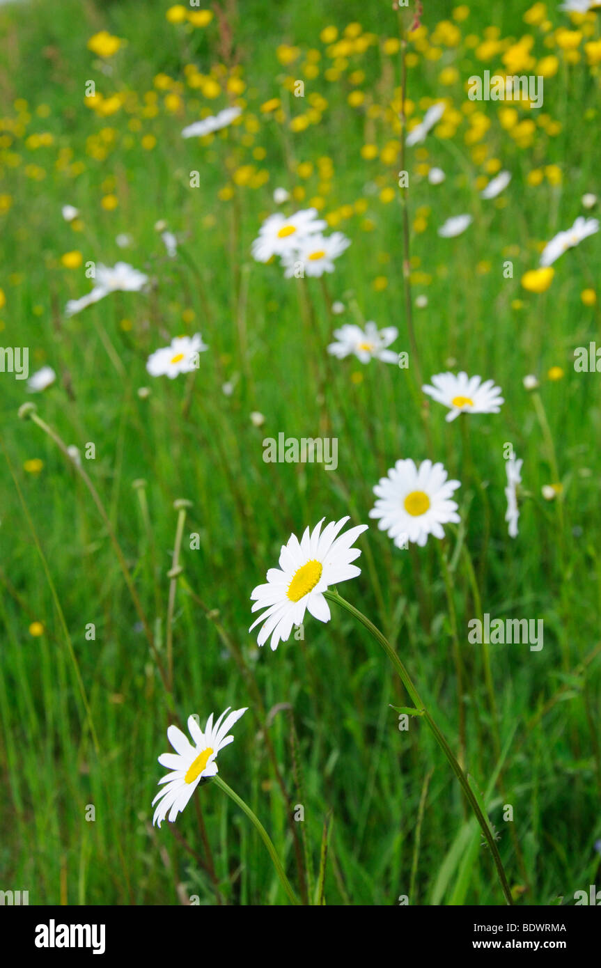 Ox-eye daisies and buttercups in a meadow Stock Photo