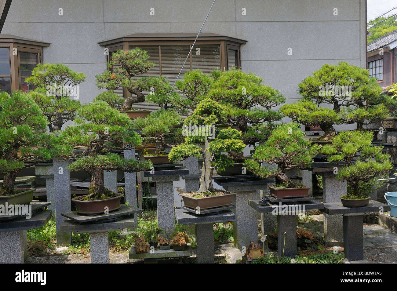 Large privately owned Bonsai garden in Sasayama, Japan, Asia Stock Photo