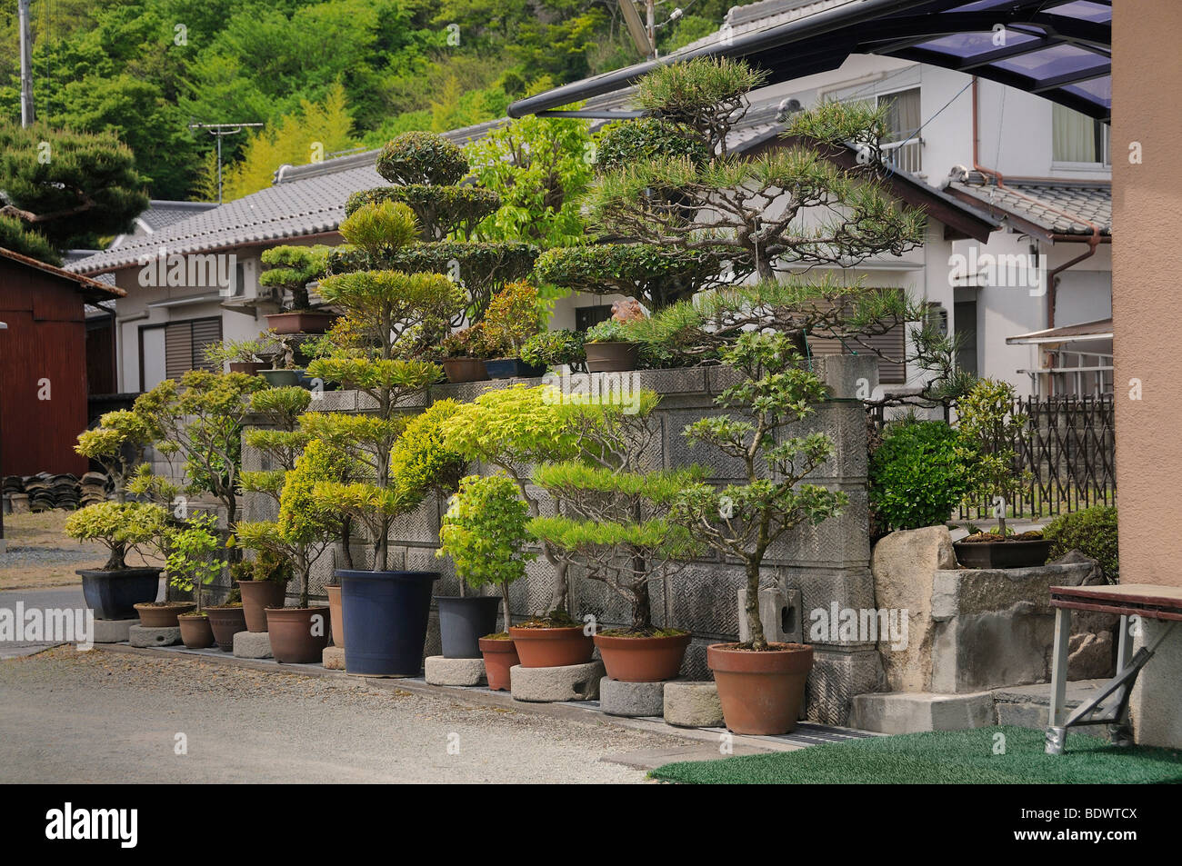 Large privately owned Bonsai garden in Sasayama, Japan, Asia Stock Photo