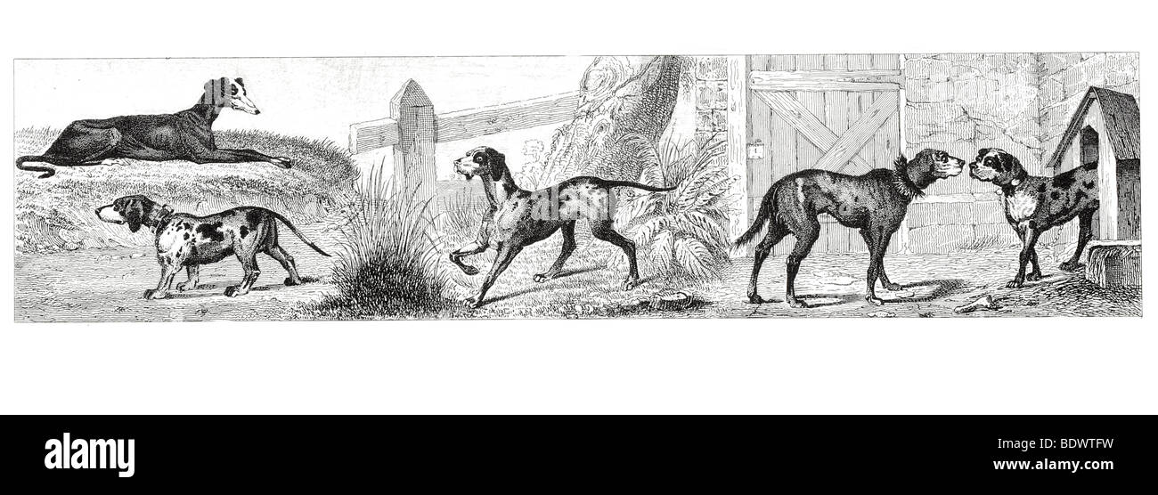 canis familiaris leporarius greyhound canis familiaris vertagus badger dog canis familiaris normanus chase dog canis familiaris Stock Photo
