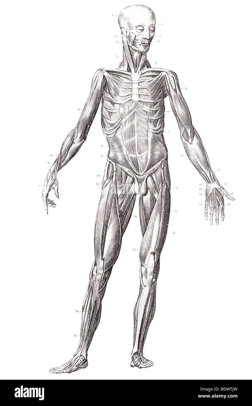 the human muscle structure front facing Stock Photo Alamy