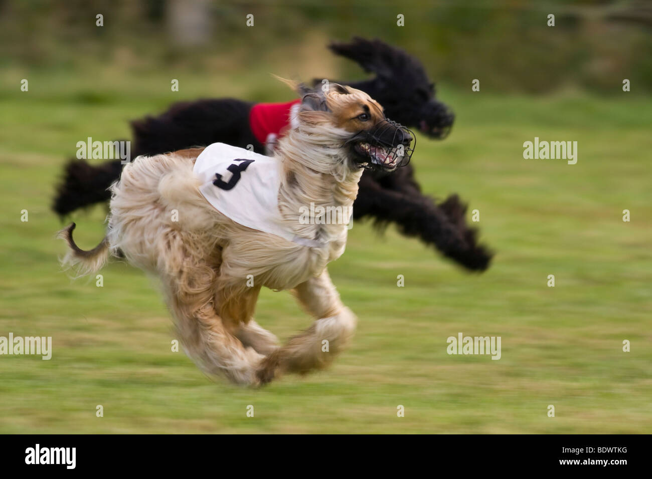 Afghan, Greyhound Coursing, Hoope, Lower Saxony, Germany, Europe Stock Photo