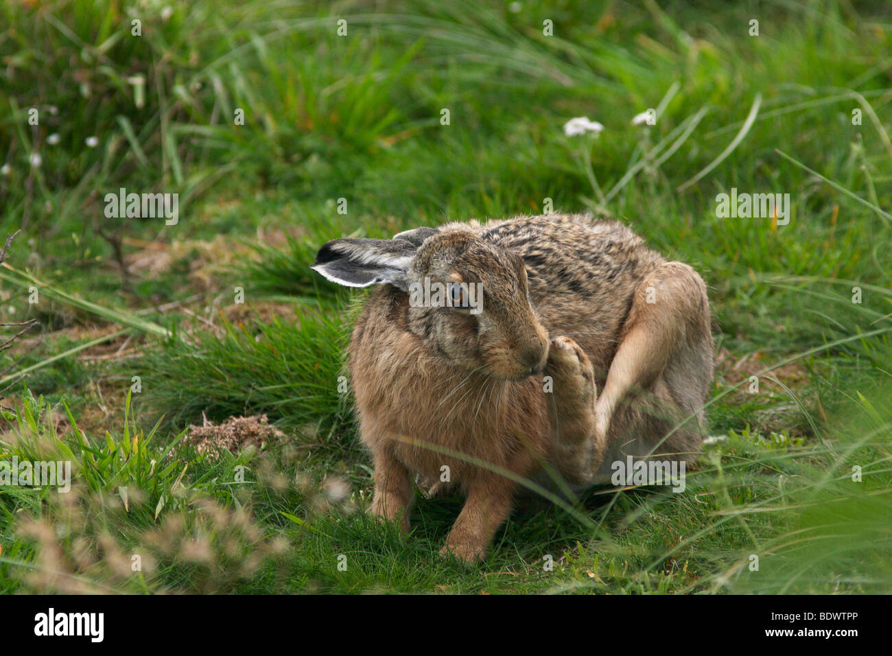 Hare (Lepus europaeus), scratching itself, Juist Island, North Sea, Lower Saxony, Germany, Europe Stock Photo