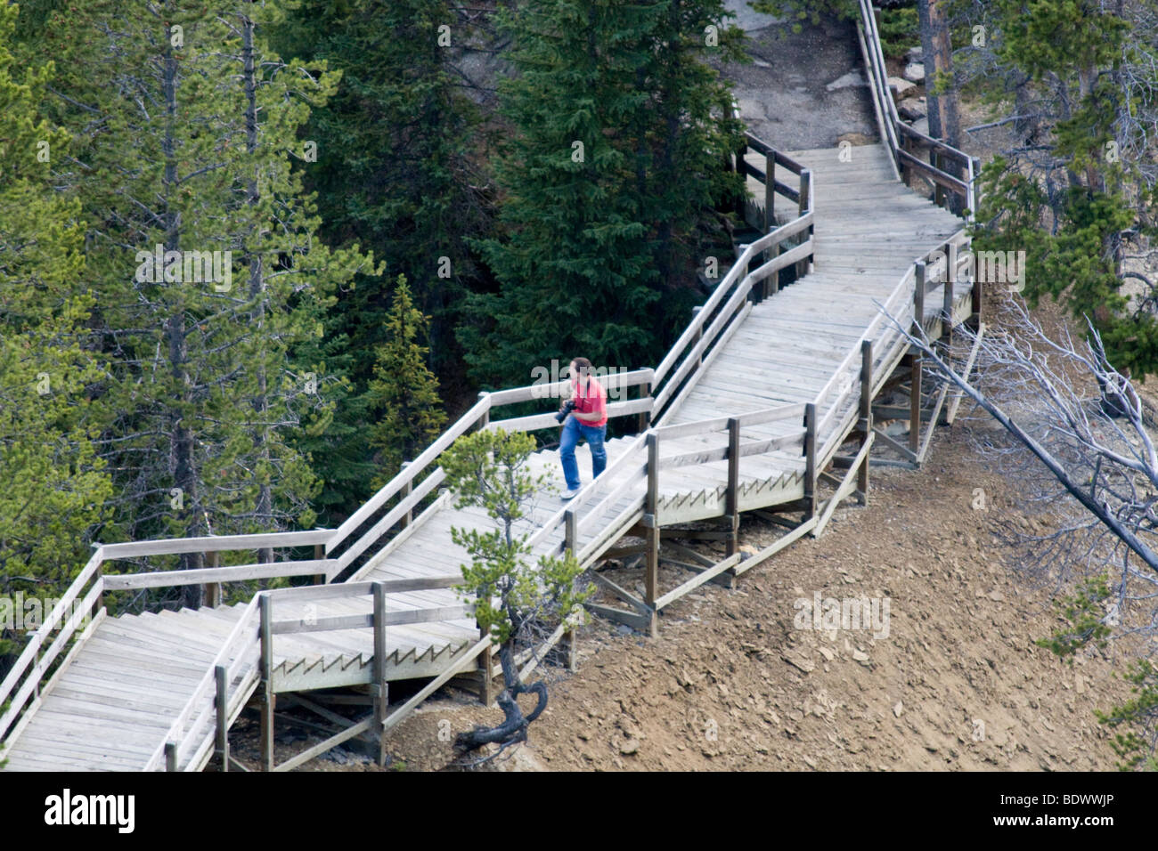 Walkway in the Grand Canyon of the Yellowstone River, Wyoming, USA Stock Photo