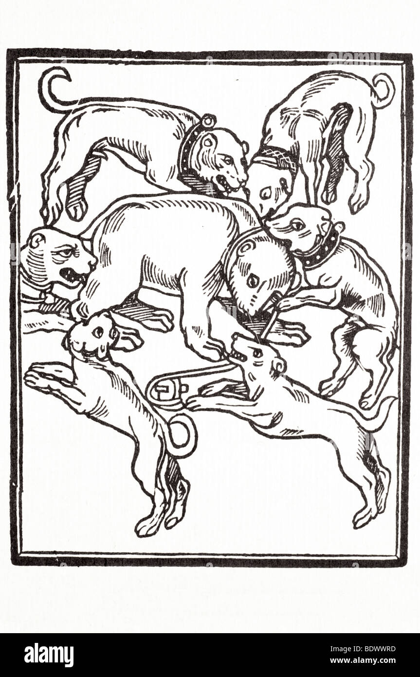 r pynson 1521 lily william antibossicon a bear facing right surrounded by six dogs three wearing black and white collars Stock Photo