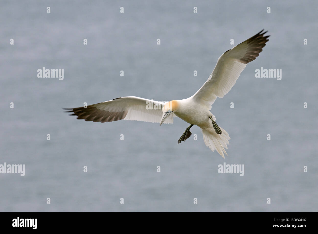 Northern gannet Morus bassanus adult in flight. Stock Photo