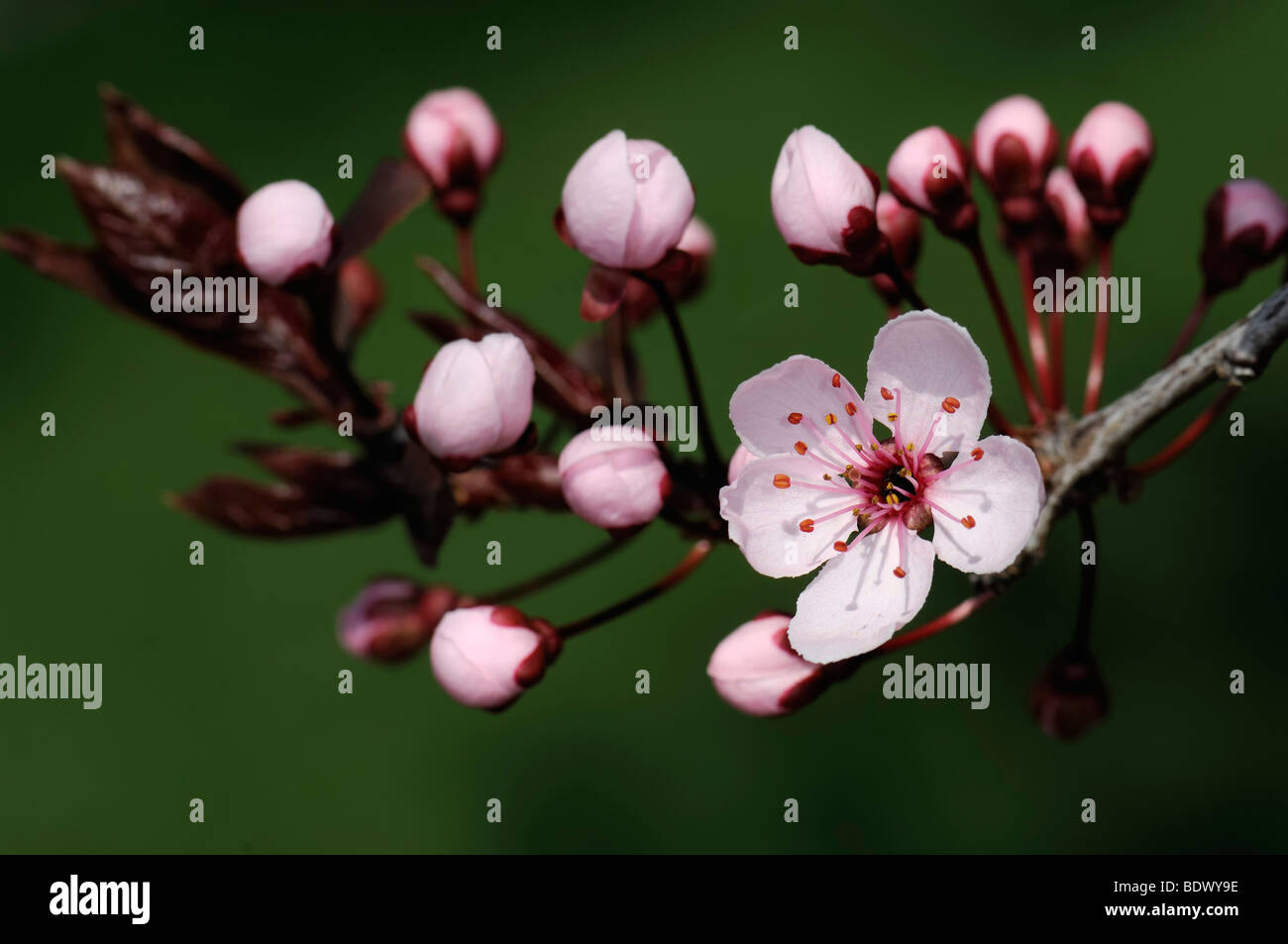 Cherry Plum blossoms (Prunus cerasifera) Stock Photo